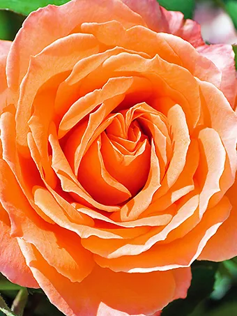 Adobe Sunrise Rose