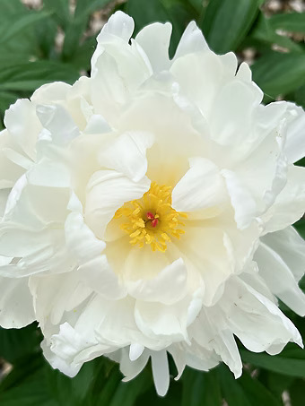 Allan Rogers Peony