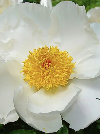 Allan Rogers Peony