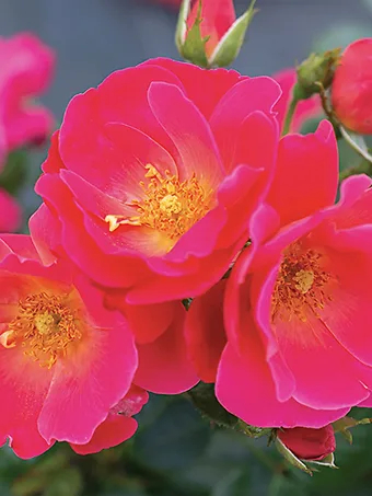 Brick House® Pink Rose - Tree Form