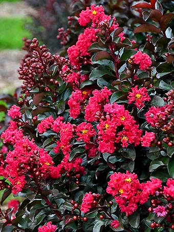 Cherry Mocha Crape Myrtle