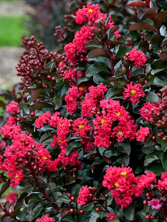 Cherry Mocha Crape Myrtle