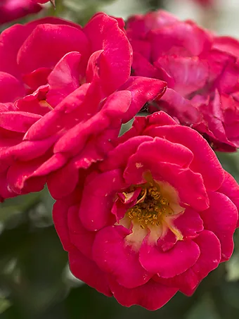 Cherry Sunblaze® Rose