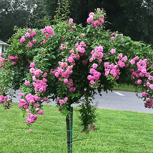 China Doll Rose Tree For Sale Online | The Tree Center