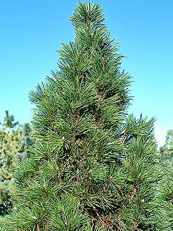 Columnar Mugo Pine