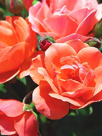 Coral Knock Out® Rose - Tree Form