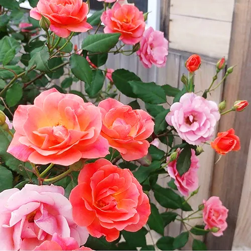 Coral Knock Out Rose Tree For Sale Online | The Tree Center