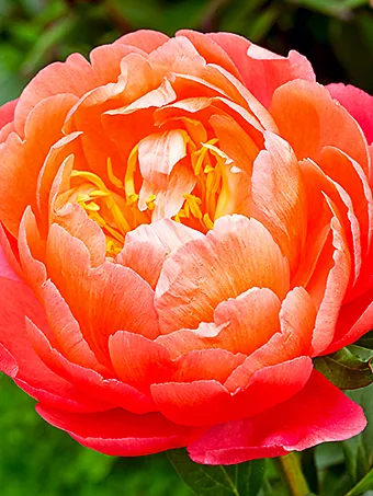 Coral Sunset Peony