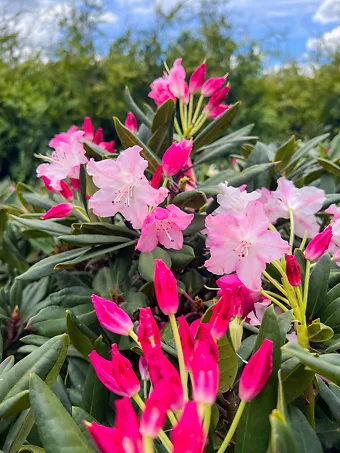 Dandy Man Color Wheel® Rhododendron