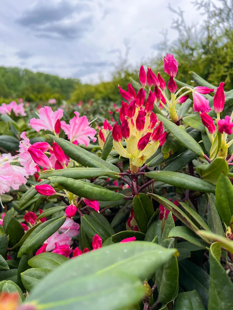 Dandy Man Color Wheel® Rhododendron For Sale Online | The Tree Center