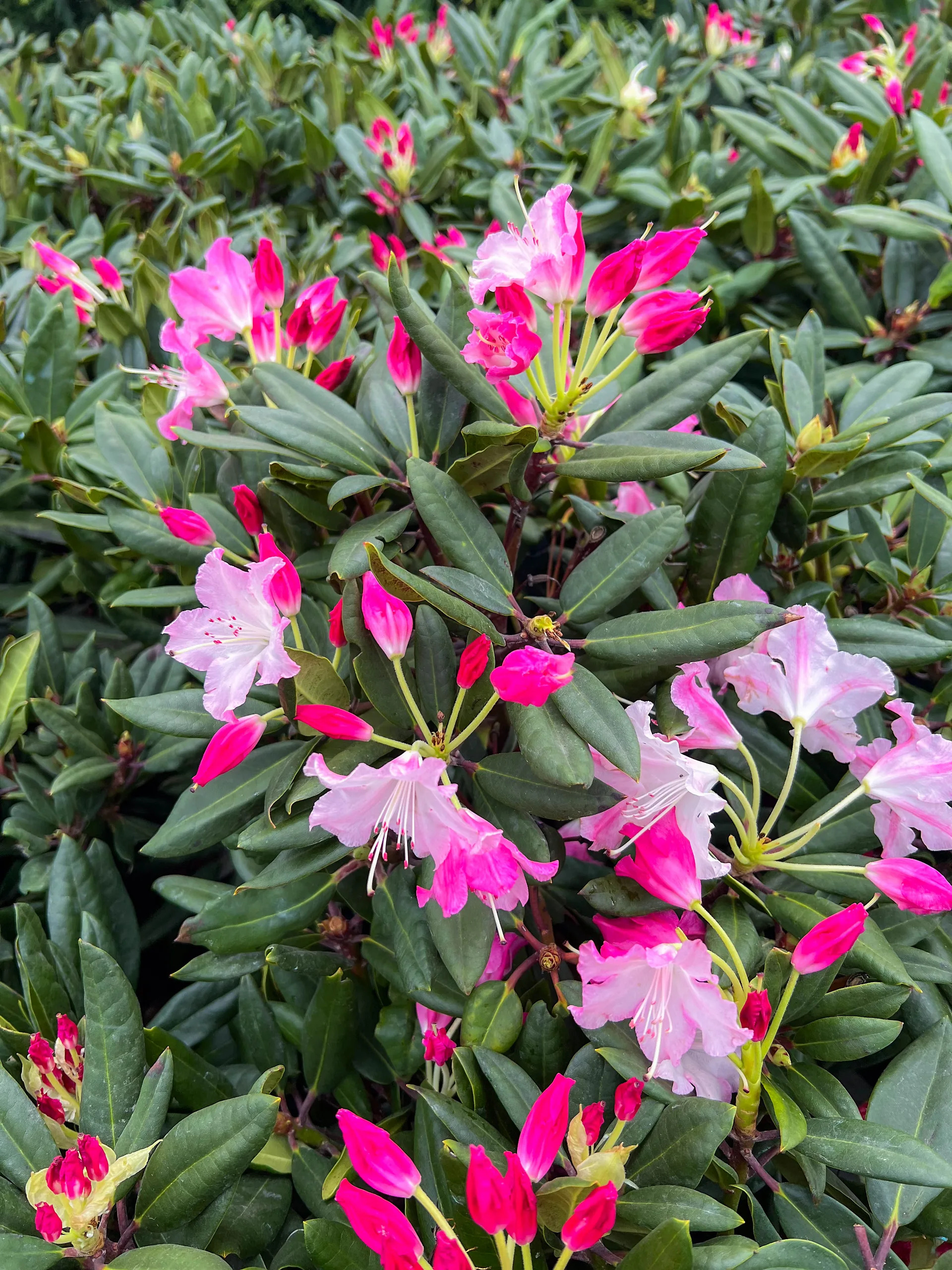 Dandy Man Color Wheel® Rhododendron For Sale Online | The Tree Center