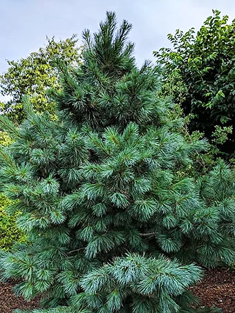 Domingo Hybrid Pine