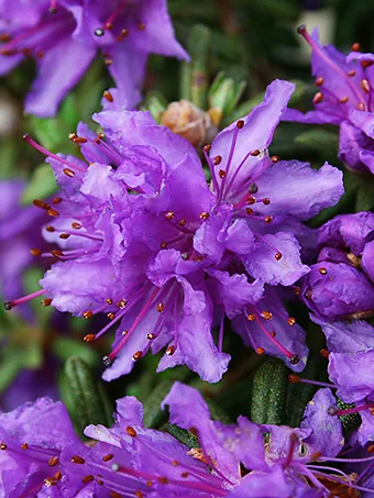 Dwarf Purple Rhododendron