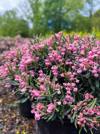 Blue Ice Bog Rosemary