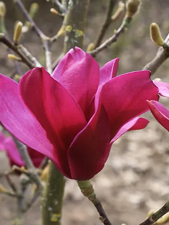 Pink Pyramid Magnolia