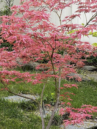 Mikazuki Japanese Maple