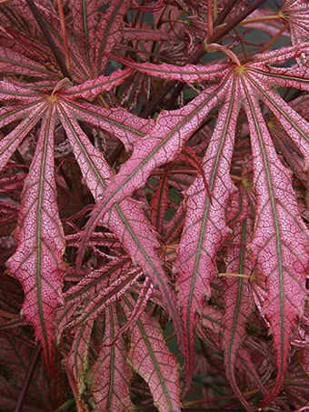 Mikazuki Japanese Maple