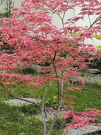 Mikazuki Japanese Maple