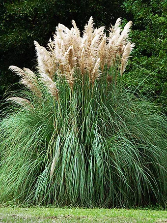 Pampas Grass