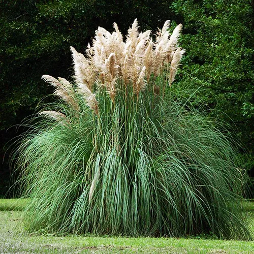 Pampas Grass For Sale The Tree Center