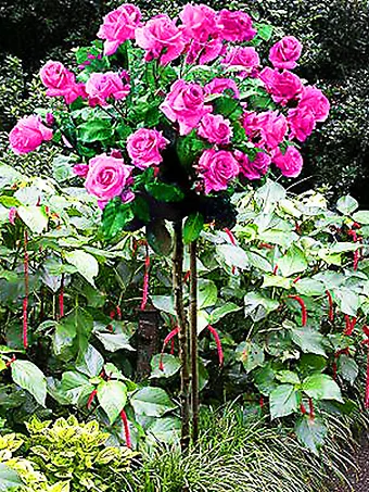 Perfume Delight Rose - Tree Form