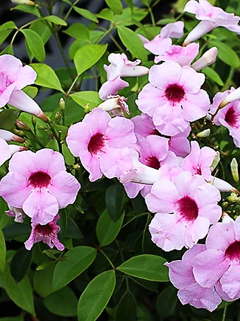 Pink Bower Vine