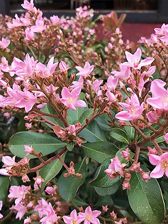 Pink Dancer Indian Hawthorn