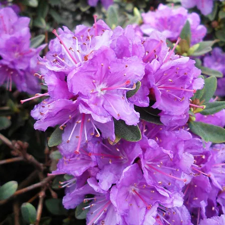Purple Gem Rhododendron For Sale Online | The Tree Center