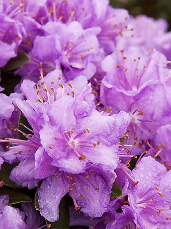 Purple Gem Rhododendron