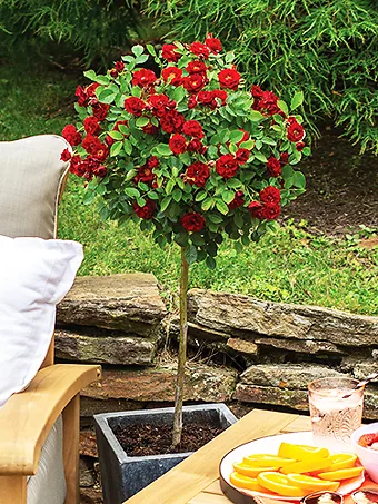 Red Sunblaze® Miniature Rose - Tree Form