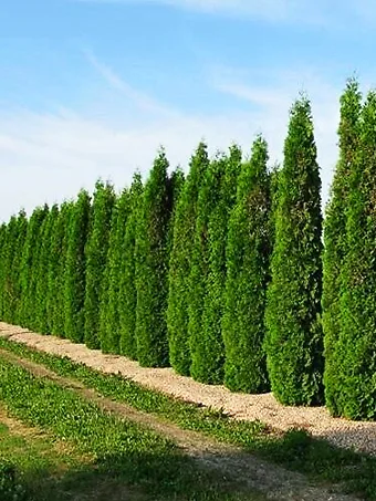 Skybound Arborvitae