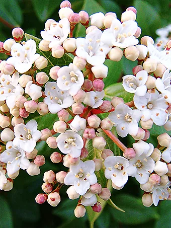 Spring Bouquet Viburnum