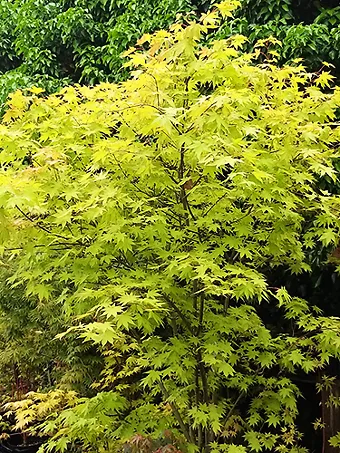 Summer Gold Japanese Maple