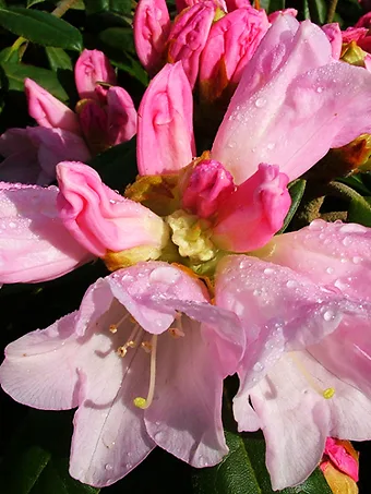 Teddy Bear Rhododendron