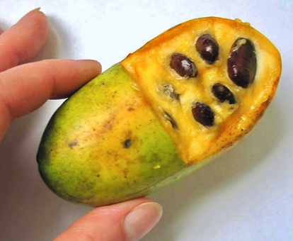 The Pawpaw Tree, America’s Tropical Fruit | The Tree Center™