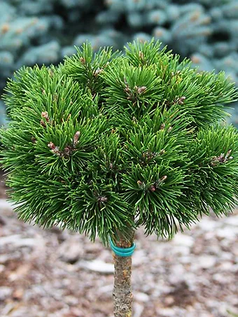 Dwarf Mountain Pine - Tree Form