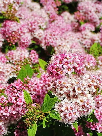 Shirobana Spirea