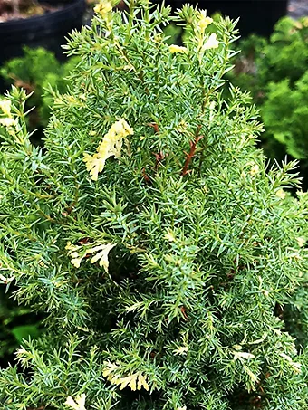 Snowflake Hinoki Cypress