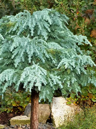 Divinely Blue Deodar Cedar - Tree Form