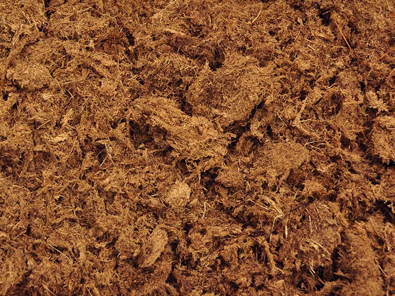 PEAT MOSS  What It Is And How To Use It Right