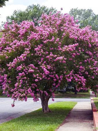 Twilight Crape Myrtle