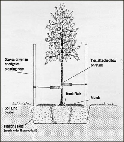Pruning Young Trees for Future Strength and Long Life – Part 1, The ...