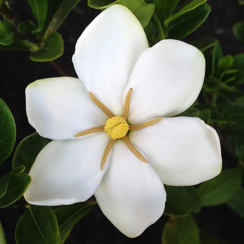 Daisy Gardenia For Sale Online The Tree Center