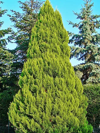Lawson Cypress