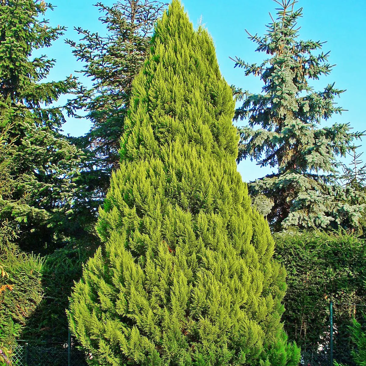 Lawson Cypress Tree For Sale The Tree Center