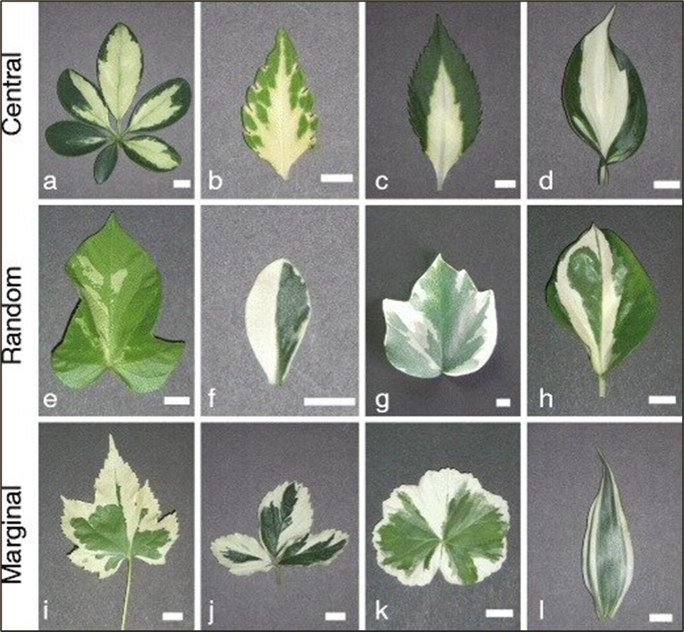 Understand Variegated Plants – 8 Variegated Plants: Examples of Unique ...