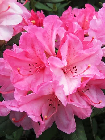 Aloha Rhododendron