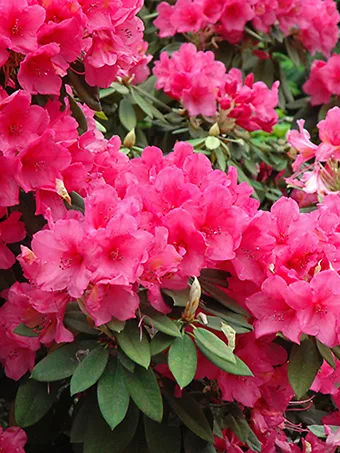 Anna Rose Whitney Rhododendron
