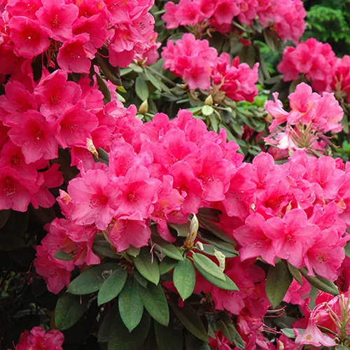 Anna Rose Whitney Rhododendron For Sale Online | The Tree Center