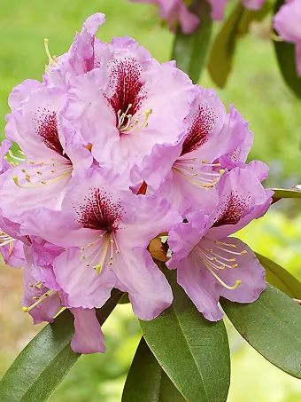 Arthur Bedford Rhododendron